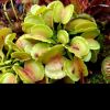 Wyglad doroslej rosliny/ look of adult plants 